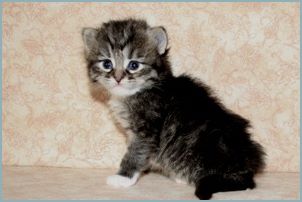 Female Siberian Kitten from Deedlebug Siberians